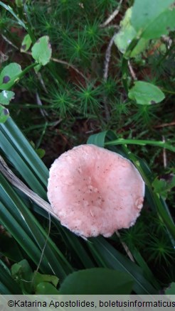 Gomphidius roseus