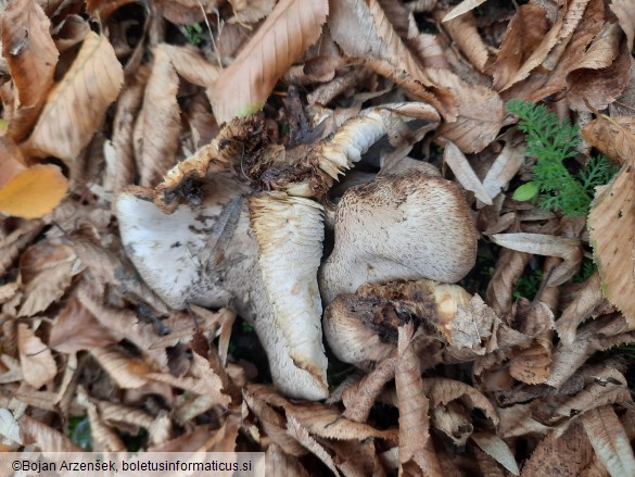 Tricholoma scalpturatum