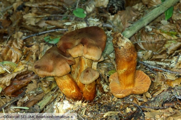 Cortinarius rubellus