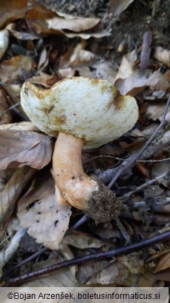 Gyroporus castaneus