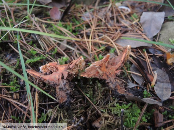 Phellodon tomentosus