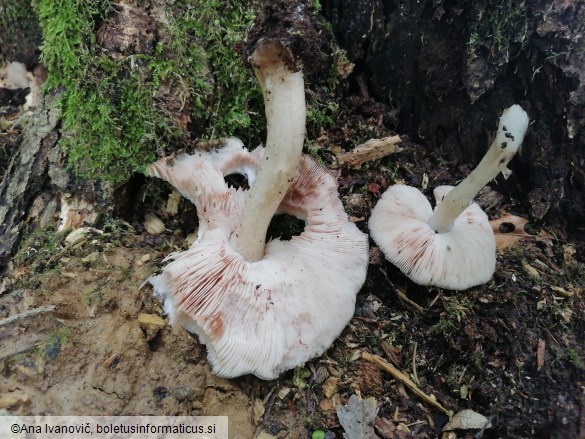 Pluteus cervinus