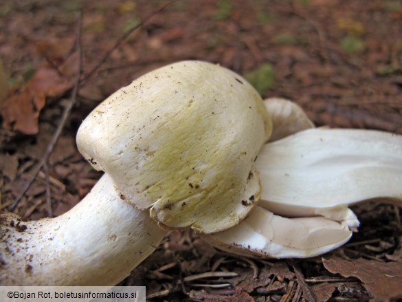 Agaricus sylvicola