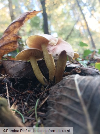 Tricholoma bufonium