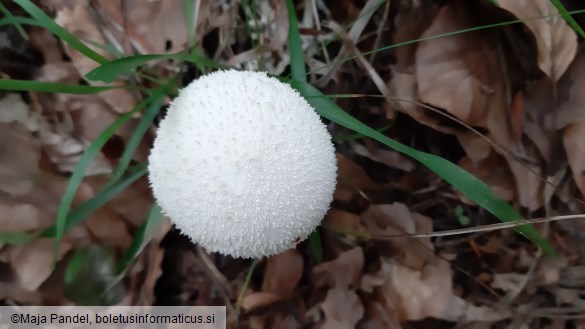 Calvatia excipuliformis