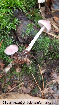 Mycena rosea