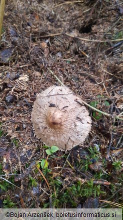 Chlorophyllum olivieri