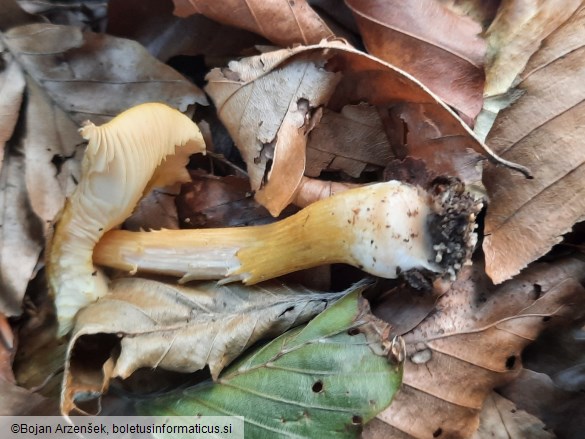 Pluteus leoninus