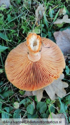 Lactarius deterrimus