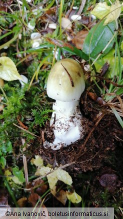 Amanita phalloides