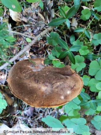 Boletus erythropus