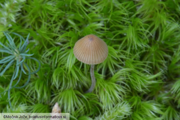 Conocybe hexagonospora