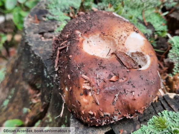 Russula mustelina