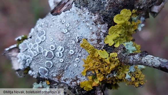 Xanthoria parietina