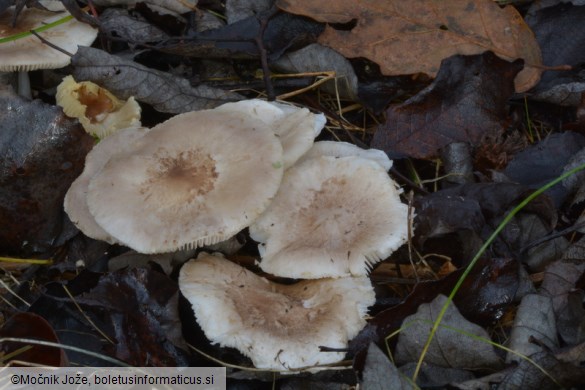 Tricholoma scalpturatum