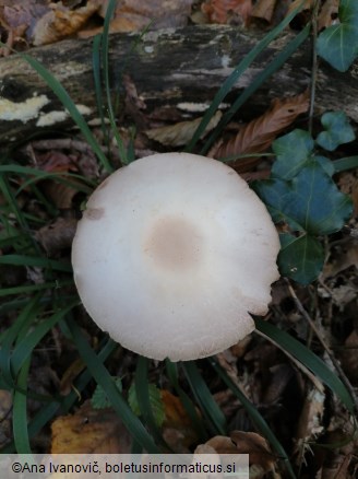 Agaricus sylvicola