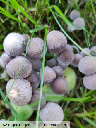 Coprinellus disseminatus
