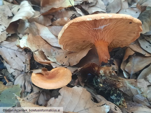 Hygrophoropsis rufa