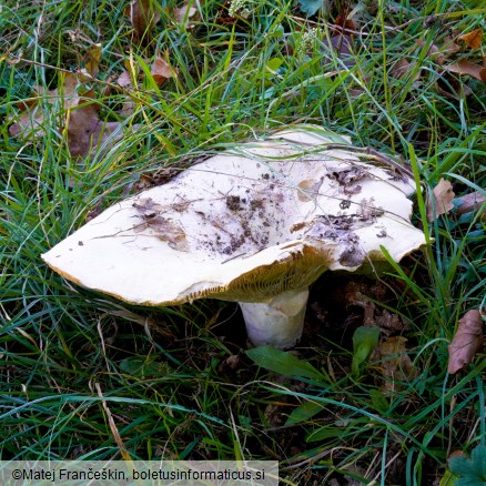 Lactifluus vellereus