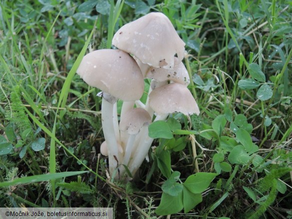 Psathyrella leucotephra