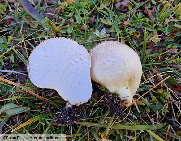 Lycoperdon frigidum