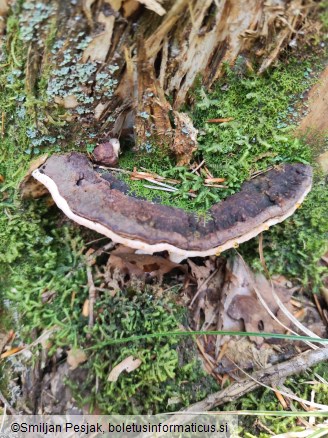 Heterobasidion abietinum