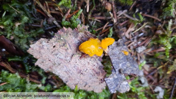 Dacrymyces stillatus