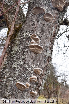 Phellinus pomaceus