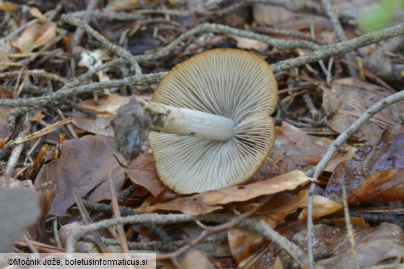 Psathyrella obtusata