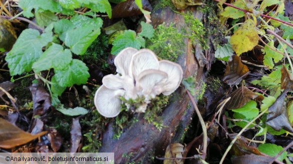 Pleurotus ostreatus