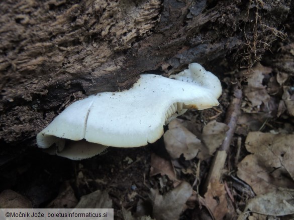 Crepidotus malachius