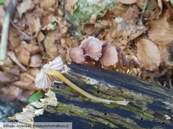 Mycena renati