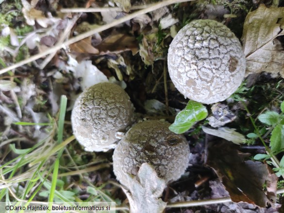 Lycoperdon mammiforme