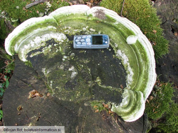 Trametes hirsuta