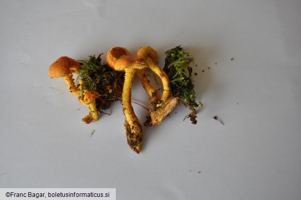 Pholiota flammans