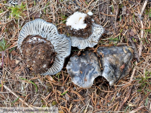 Hygrophorus marzuolus