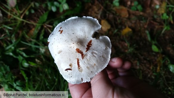 Tricholoma columbetta