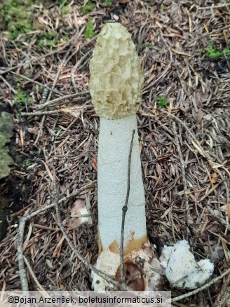 Phallus impudicus