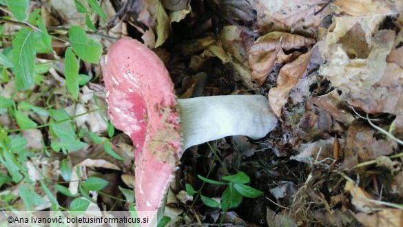 Russula lepida