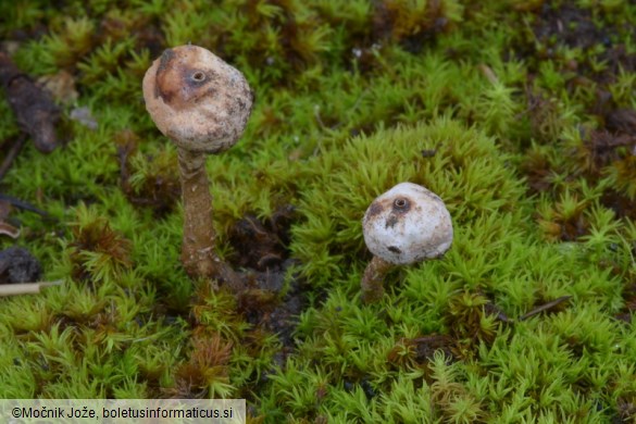 Tulostoma brumale