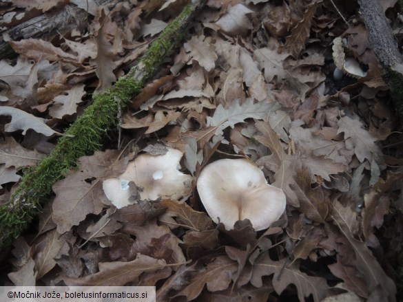 Hygrophorus arbustivus