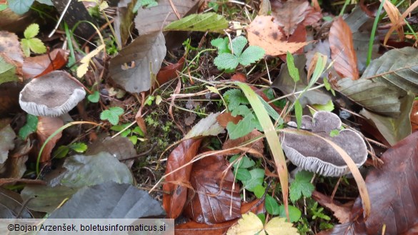 Tricholoma terreum