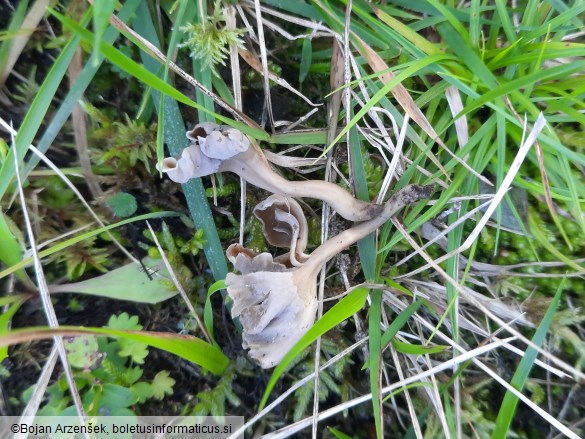 Craterellus undulatus