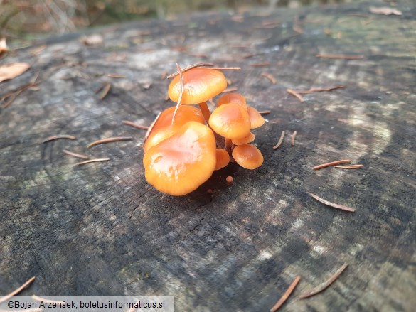 Flammulina velutipes