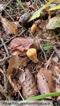 Clavariadelphus truncatus