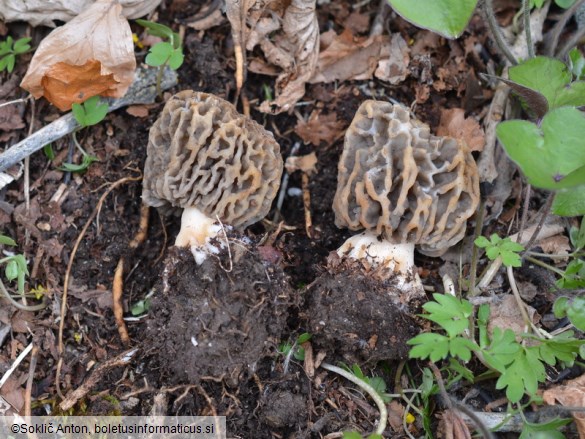 Morchella vulgaris