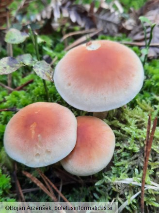 Hypholoma lateritium