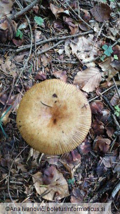 Russula grata