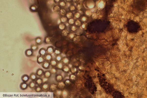 Cribraria oregana