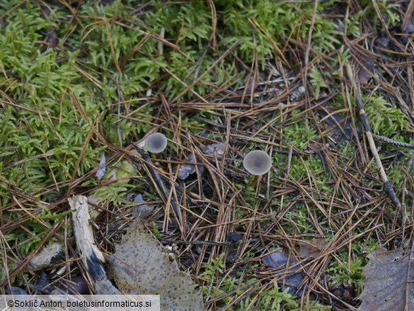 Omphaliaster asterosporus